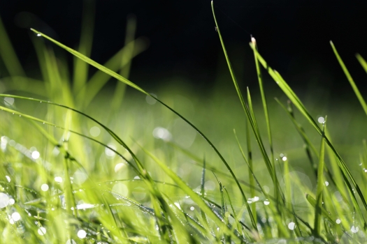 Graszoden of gras zaaien: wat is de beste keuze voor jouw gazon?