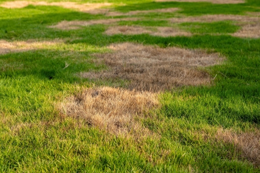 Geel gras: oorzaken herkennen en je gazon weer groen maken