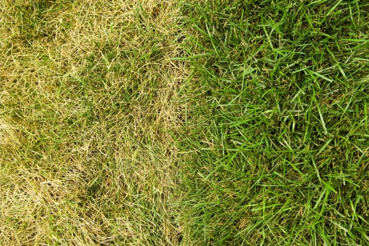 Nieuwe graszoden worden geel: 6 oorzaken en wat je eraan doet