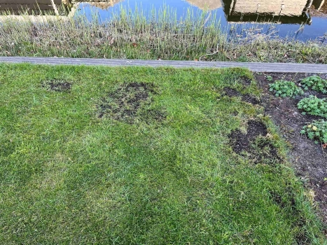 Kale plekken in je gazon herstellen: stappenplan voor dorre, dode en gele plekken