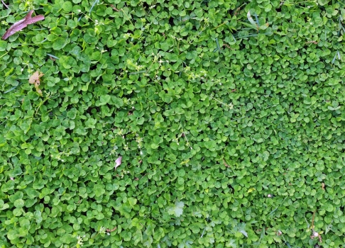 Klaver in gazon bestrijden