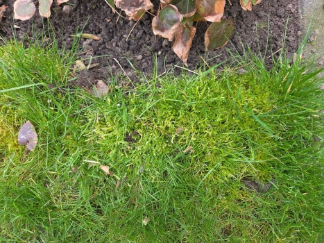 Mos in gazon verwijderen: oorzaken, bestrijding en preventie