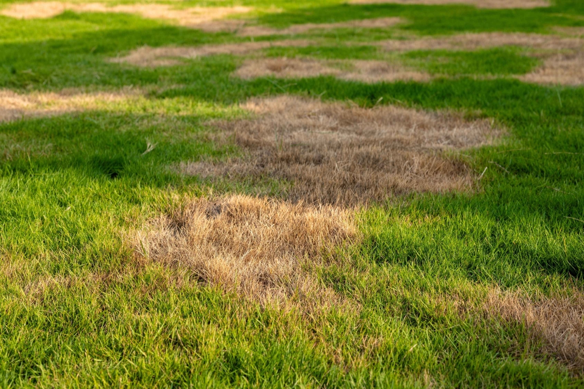 Gele kale plek in het gazon door droogte in de zomer