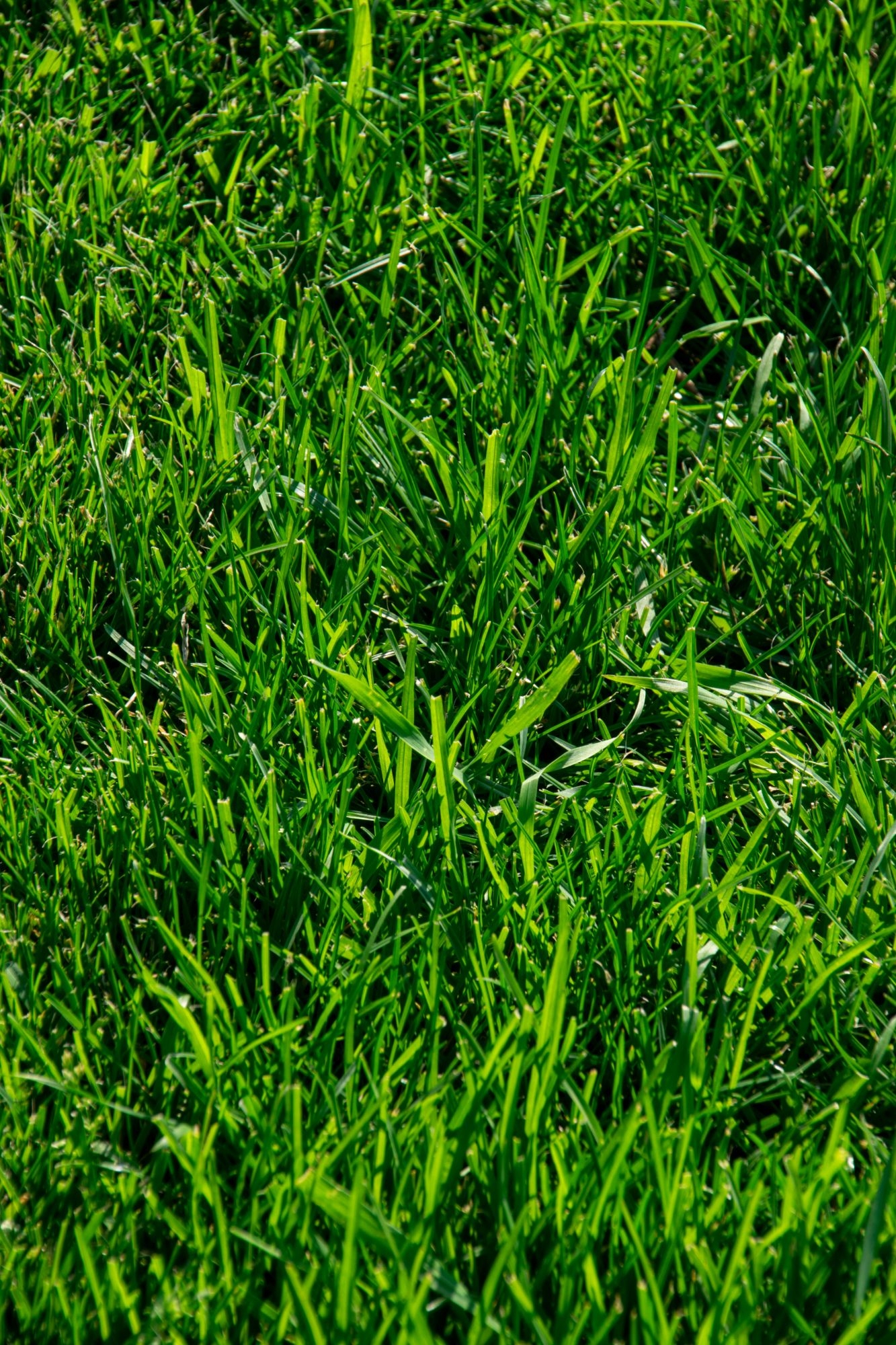 gazon groen houden Bergen