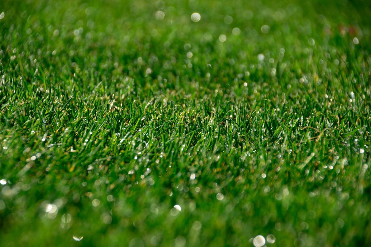 kwalitatieve graszoden