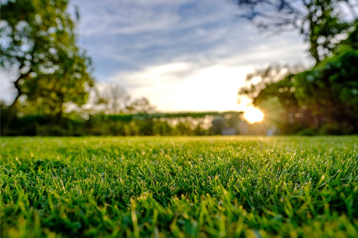 Net gelegde graszoden in een tuin in het voorjaar, de naden zijn nog zichtbaar