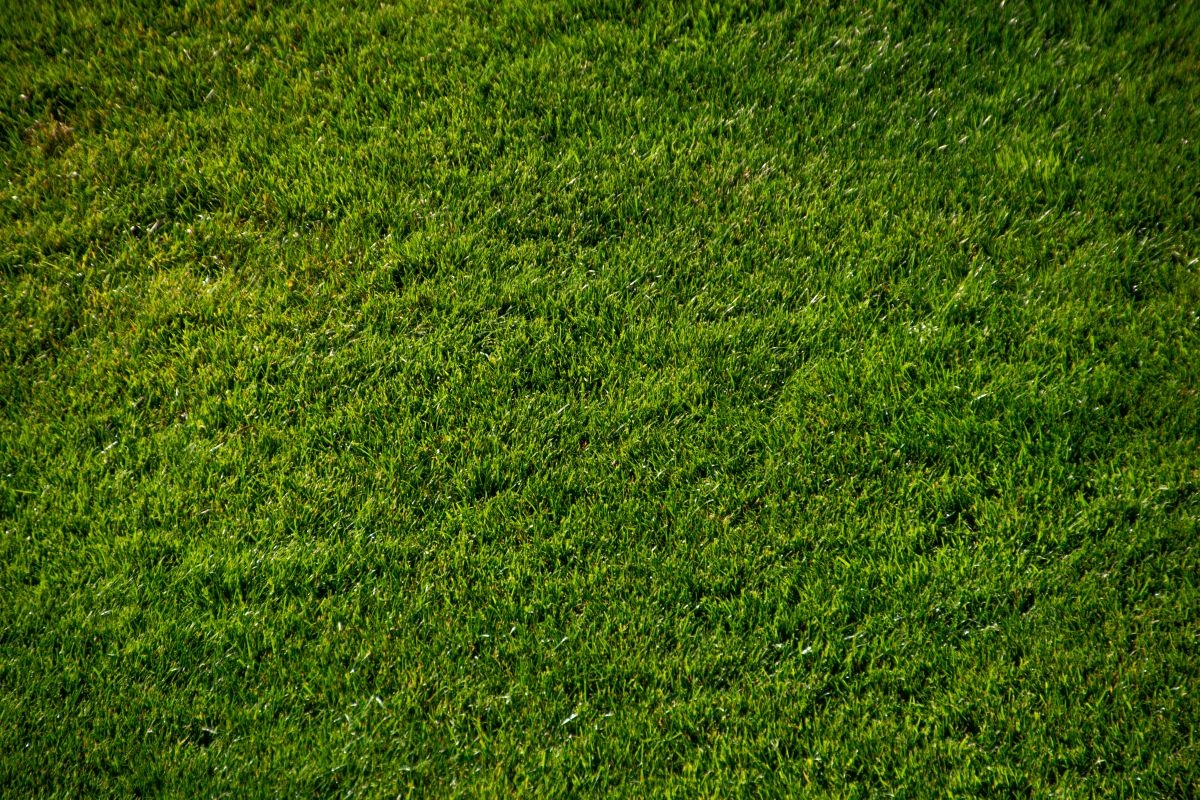 groene grasmat laten leggen