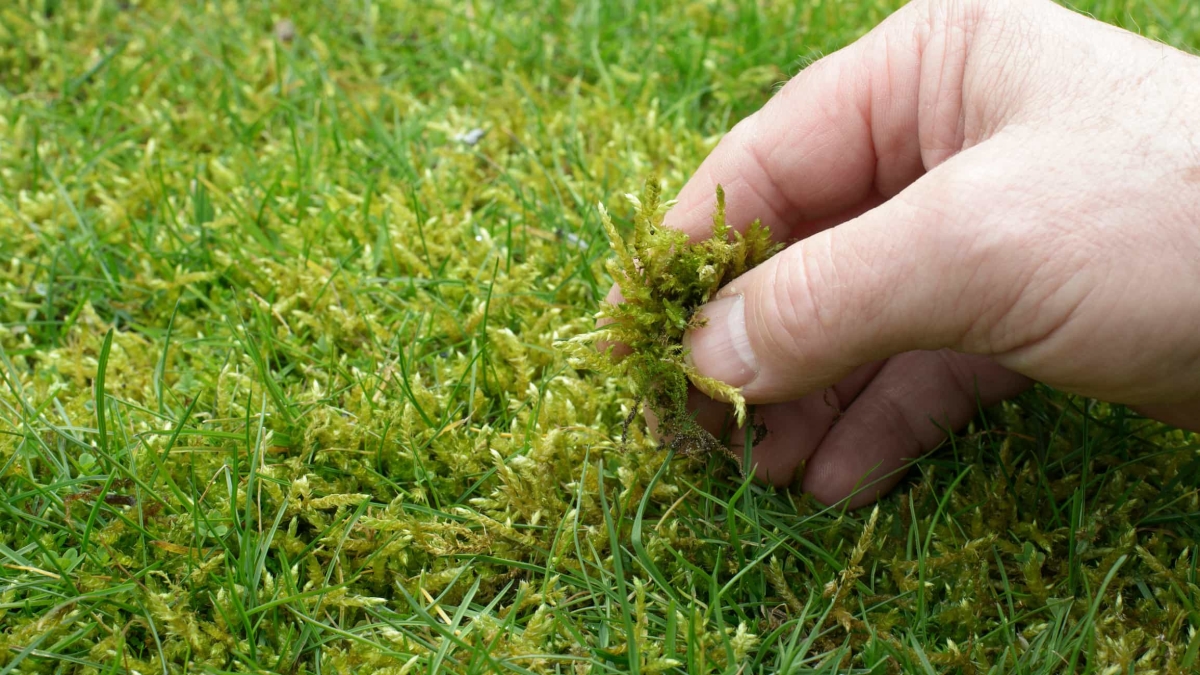Viltlaag van mos, teken dat verticuteren nodig is
