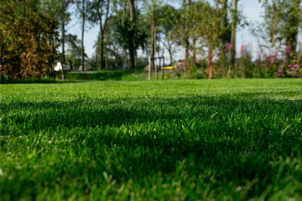 Prachtig gazon in Beverwijk