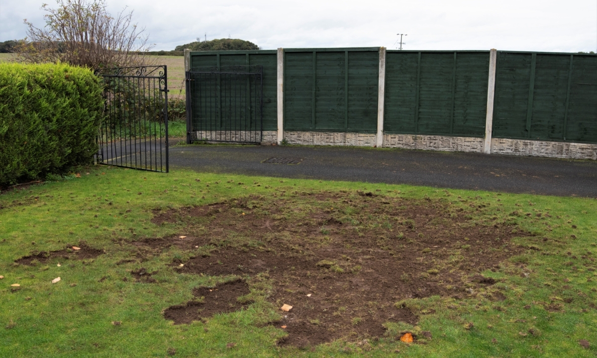 Kale plekken tuin door engerlingen