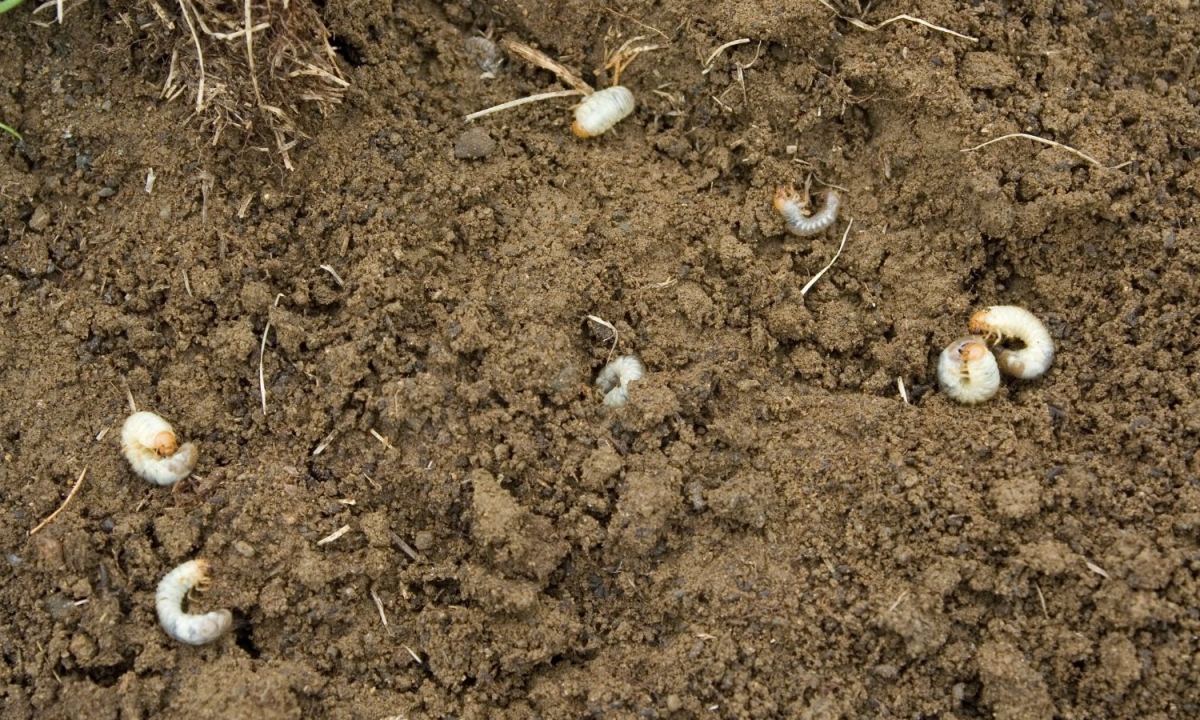 emelten tuin bestrijden