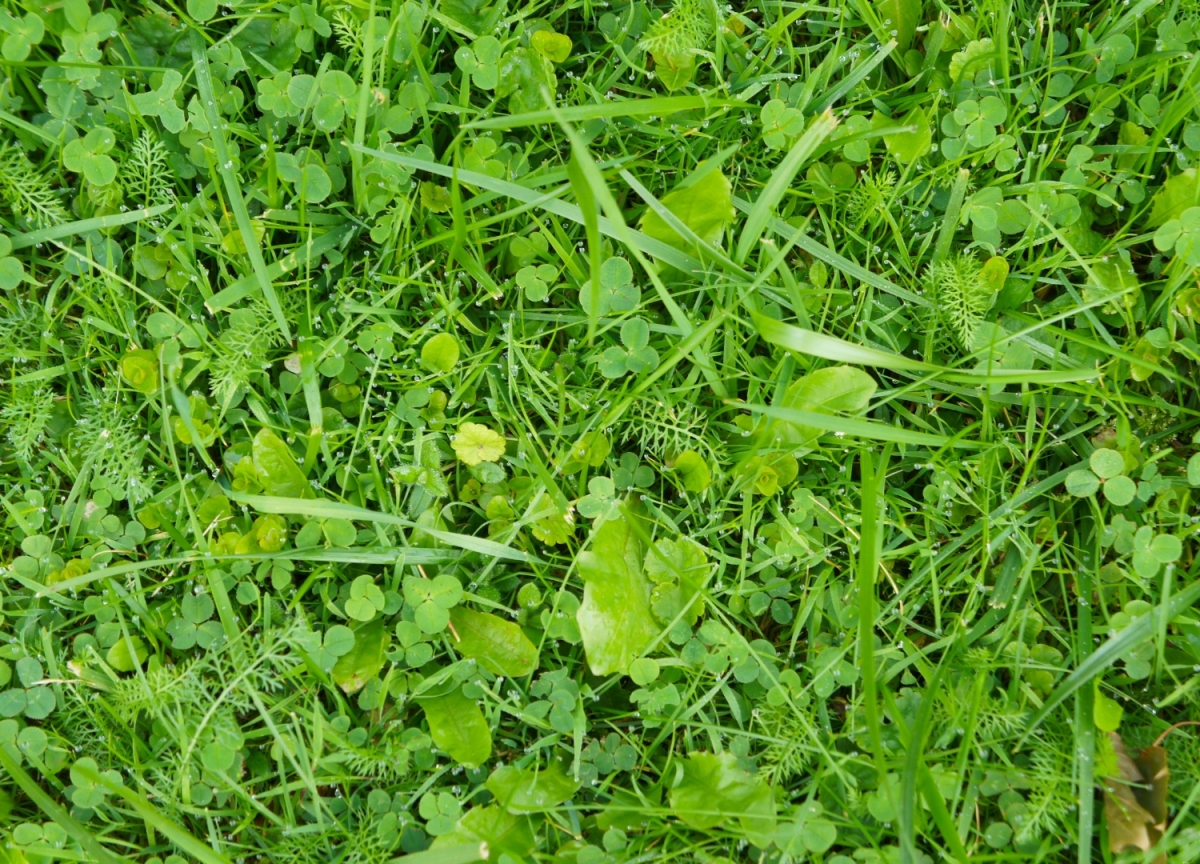 gazon klaver verwijderen