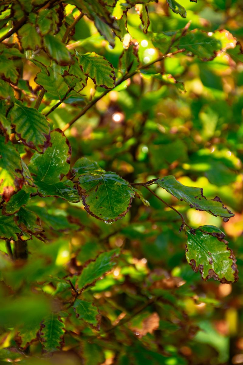 groene bladeren