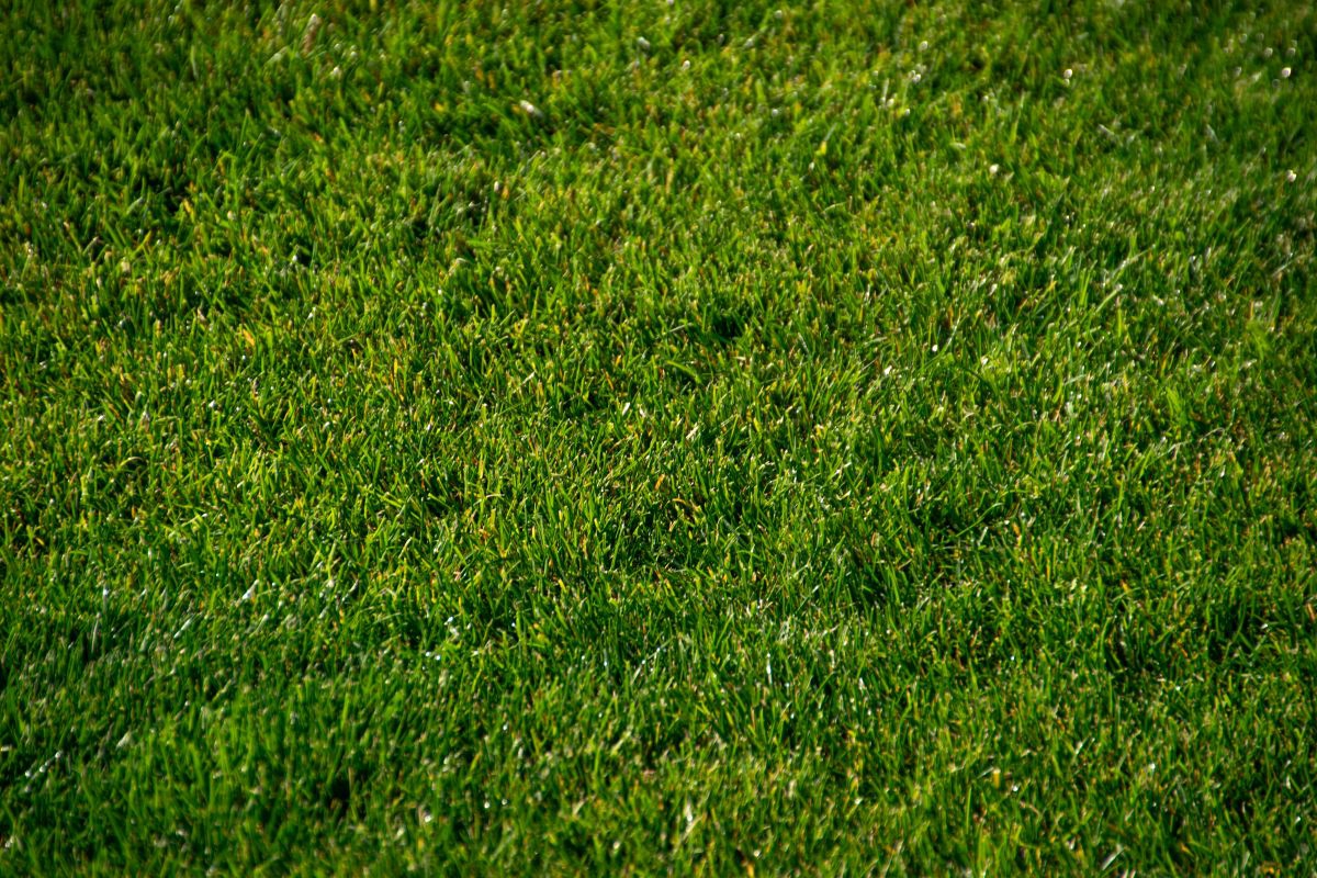 groen gras sproeien