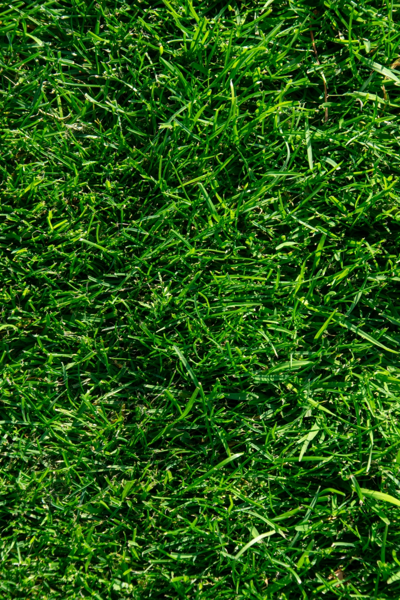 Premium Sport- en Speelgazon