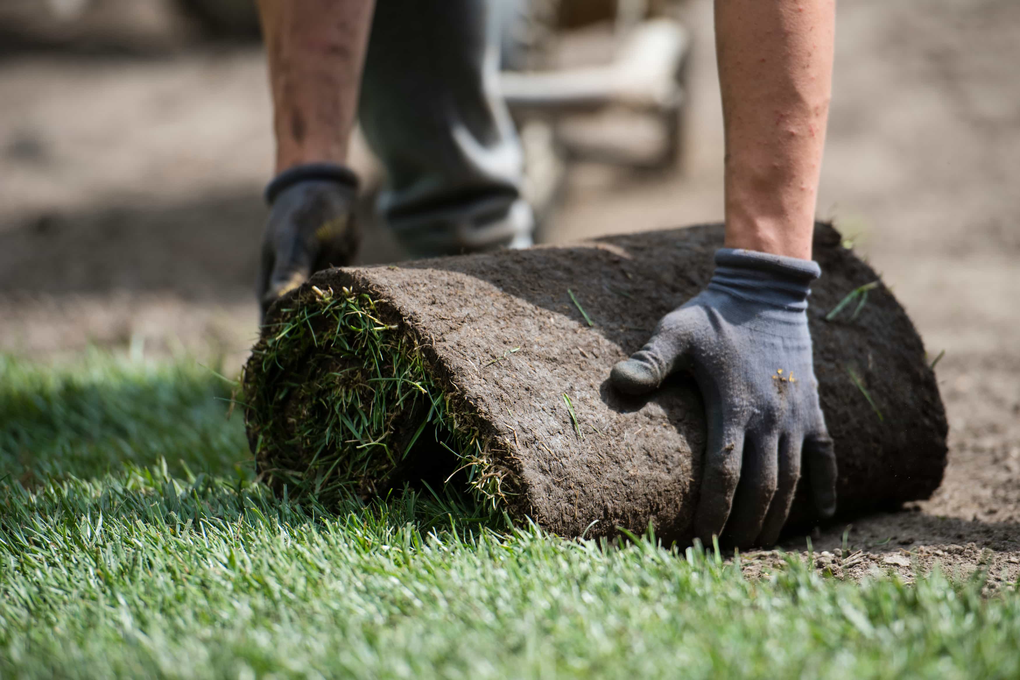 Verse graszoden leggen in het najaar, uitgerold op een geëgaliseerde tuin in september