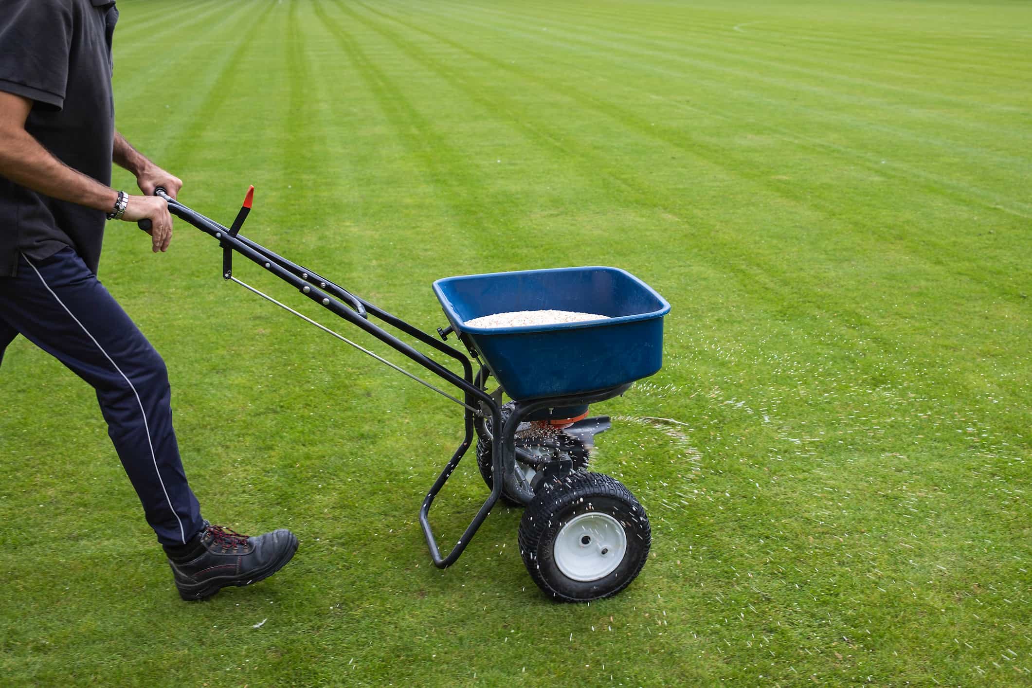 Gazon bemesten met een strooiwagen direct na het verticuteren en doorzaaien