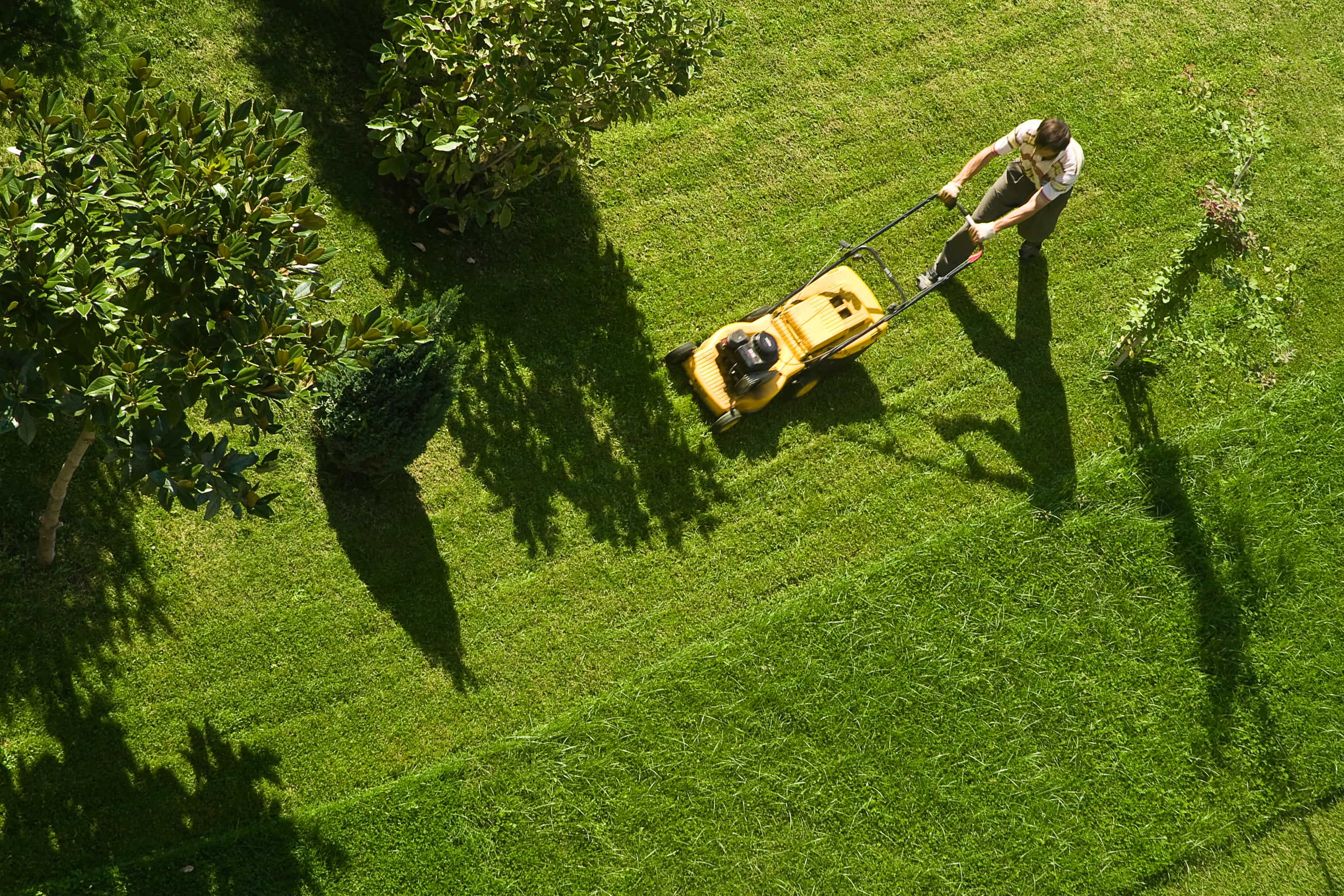 Nieuwe graszoden voor het eerst maaien met de grasmaaier op de hoogste stand