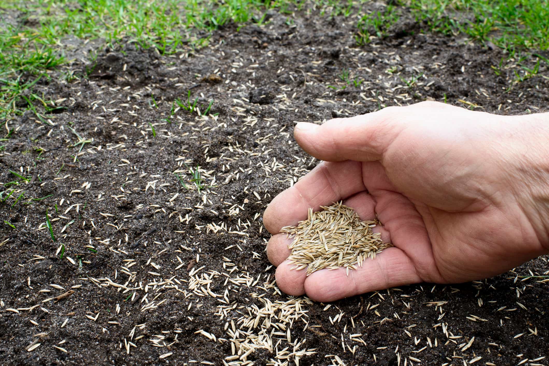 Kale plek in het gazon doorzaaien met graszaad en een dun laagje tuinaarde