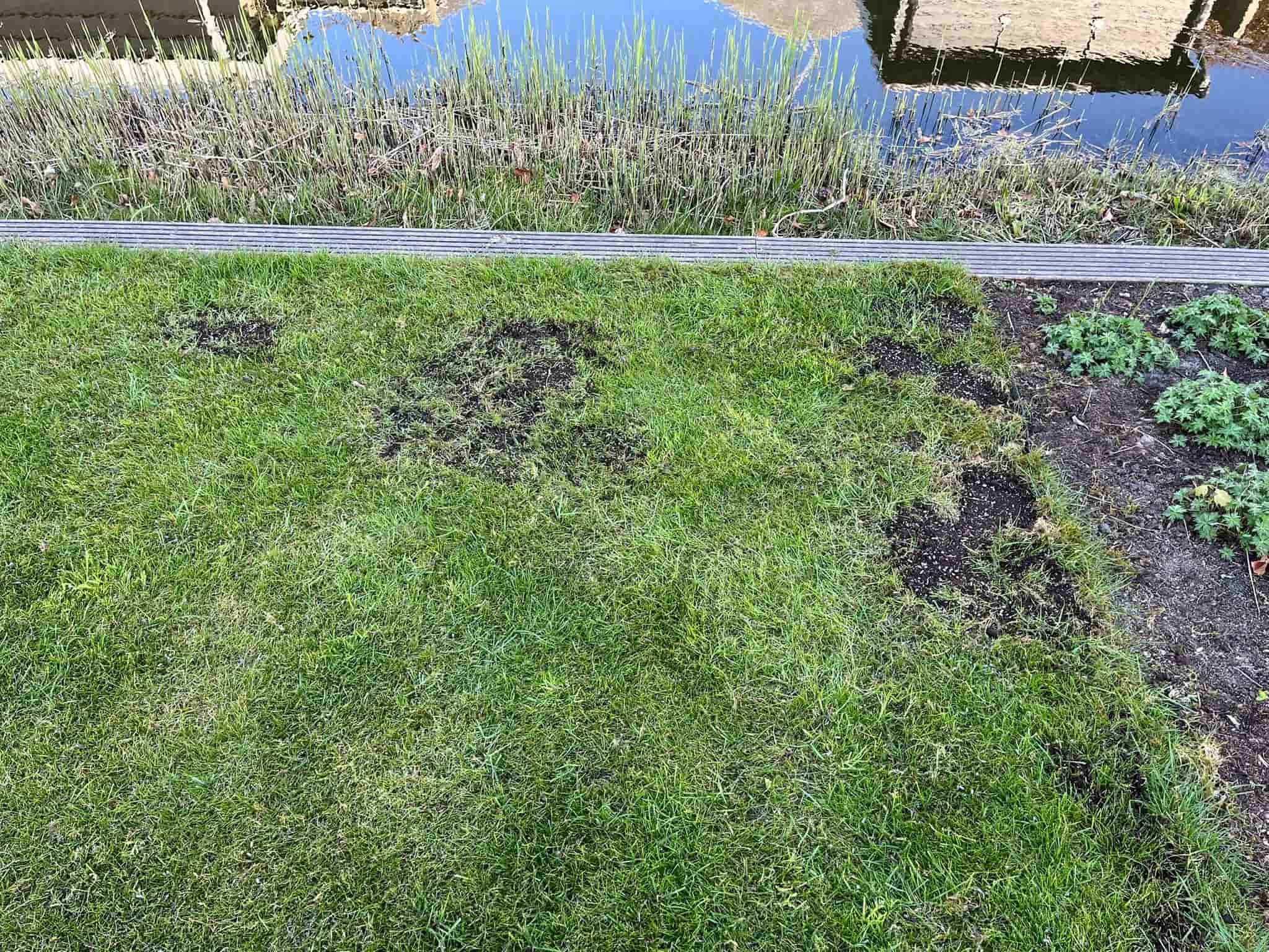 Kale plekker in het gazon na de winter