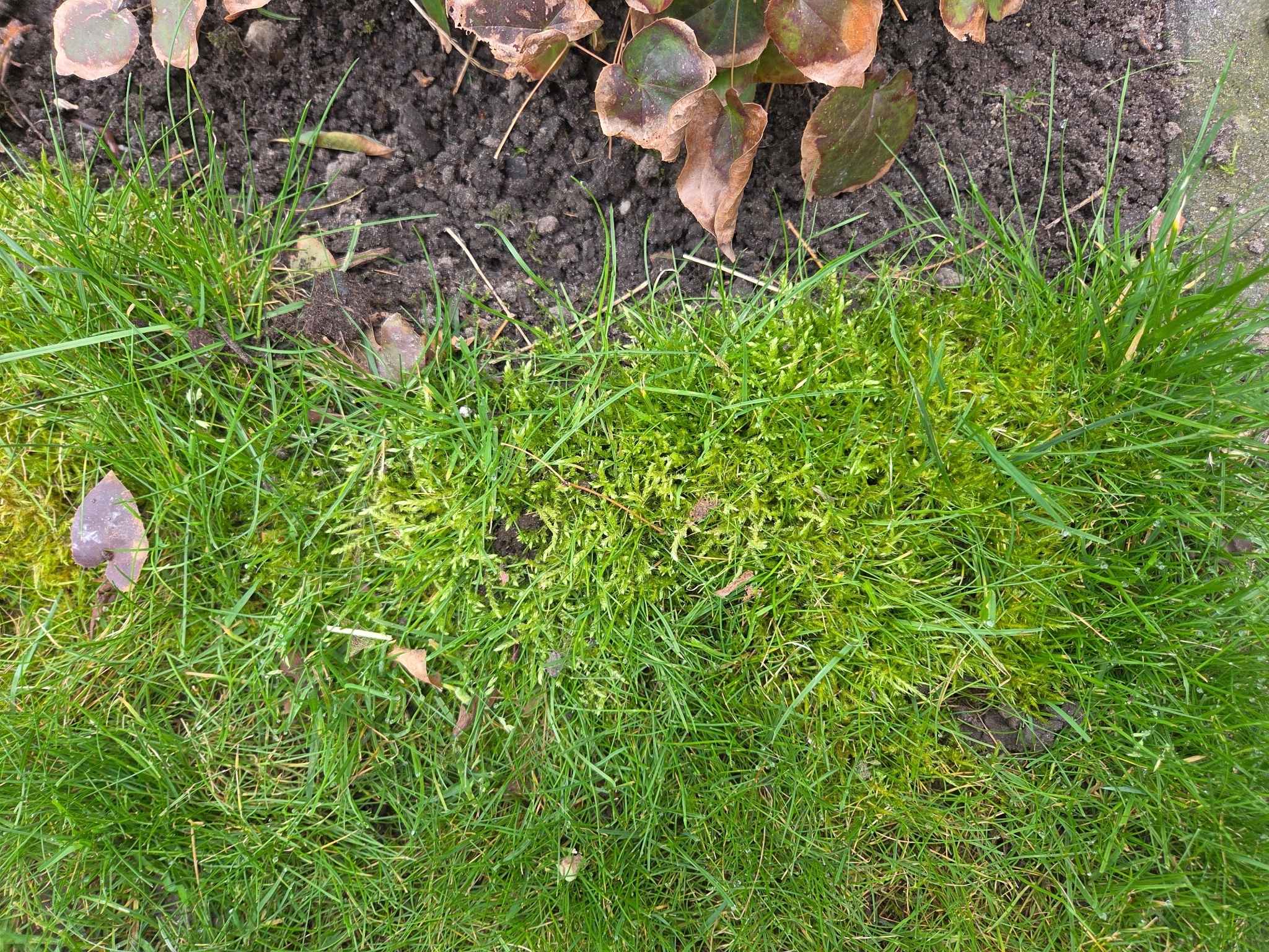 Mos in gazon verwijderen oorzaken bestrijding en preventie